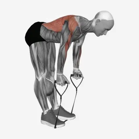 Band Bent-Over Row illustration