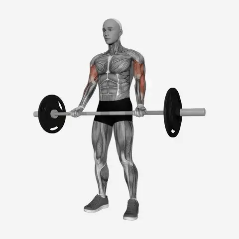 Barbell Biceps Curl illustration