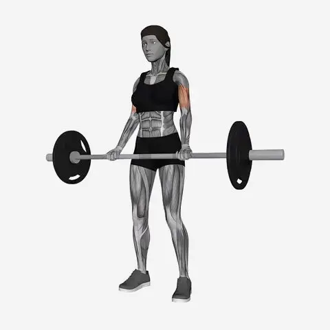 Barbell Curl illustration