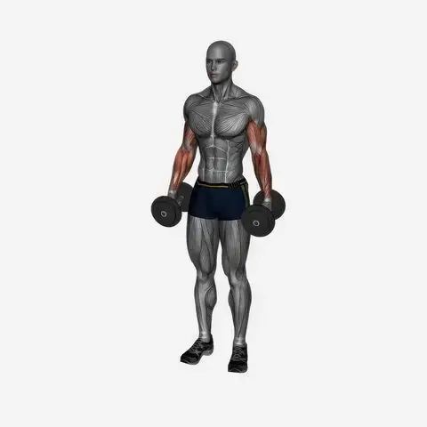 Dumbbell Curls demonstration
